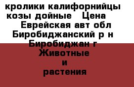 кролики калифорнийцы, козы дойные › Цена ­ 400 - Еврейская авт.обл., Биробиджанский р-н, Биробиджан г. Животные и растения » Другие животные   
